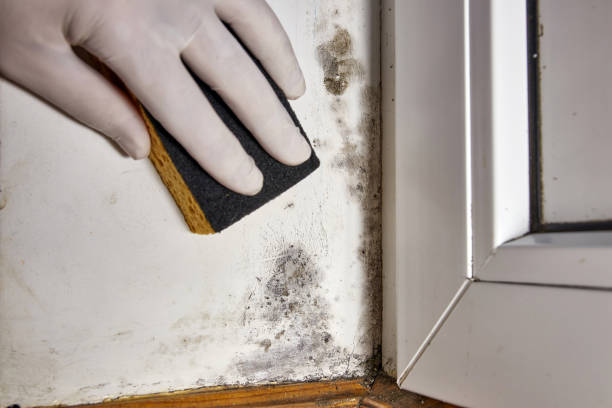 Trusted St Gabriel, LA Mold Removal Experts